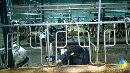 METALLDREAMUA. Виготовляємо стійлове обладнання для тваринницьких ферм: корівник. . фото 2