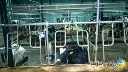 METALLDREAMUA. Виготовляємо стійлове обладнання для тваринницьких ферм: корівник. . фото 1