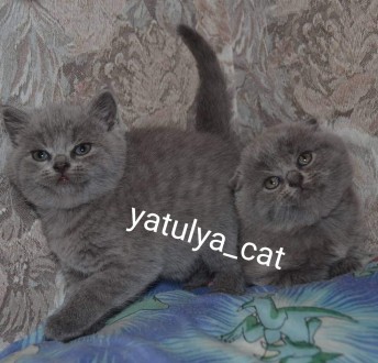 Шотландські блакитні кошенята доступні до бронювання.
Щокасті малюки з відмінни. . фото 11