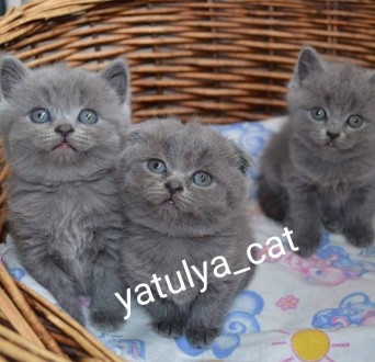 Шотландські блакитні кошенята доступні до бронювання.
Щокасті малюки з відмінни. . фото 7