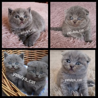 Шотландські блакитні кошенята доступні до бронювання.
Щокасті малюки з відмінни. . фото 3