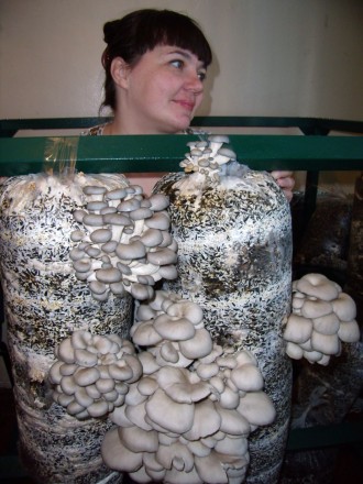 Набір для вирощуівння грибів.

1. МІЦЕЛІЙ - грибниця.

2. ПАКЕТИ - оболонка . . фото 2