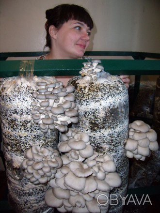 Набір для вирощуівння грибів.

1. МІЦЕЛІЙ - грибниця.

2. ПАКЕТИ - оболонка . . фото 1
