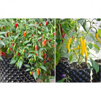 Знаменитые горшки для выращивания растений Superoots Air Pot. Производимые в Шот. . фото 10