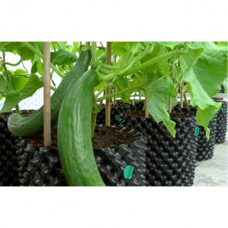 Відомі горщики для вирощування рослин Superoots Air Pot.
Вироблені в Шотландії з. . фото 9