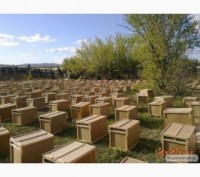 Продам бджолопакети. Киев. фото 1 Продам бджолопакети. Киев. фото 1