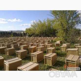 Продам бджолопакети и принемаем закази на бджолопакети, породи Карника, Бакфаст,. . фото 1