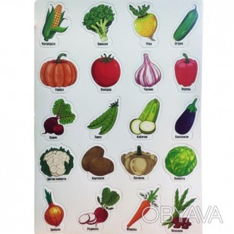 Набор из 20-ти магнитов с овощами на листе размером 39х30 см. Каждый овощ подпис. . фото 1