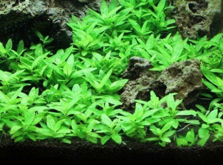 Продам аквариумные растения. 
Стаурогин репенс (ползучий) (Staurogyne repens) &. . фото 4