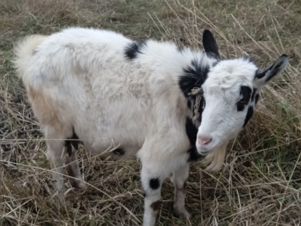 Продам козу вагою 50 кг, дає 1л. молока, 2 роки.. . фото 3