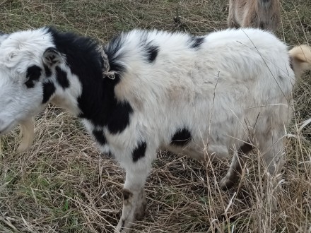 Продам козу вагою 50 кг, дає 1л. молока, 2 роки.. . фото 2