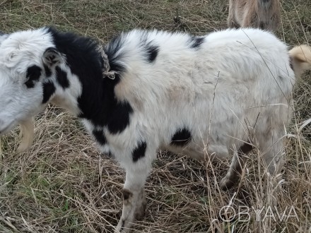 Продам козу вагою 50 кг, дає 1л. молока, 2 роки.. . фото 1