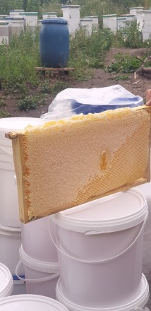 Продається мед зі своєї пасіки різних зборів. Це акацієвий, травневий, луговий, . . фото 11