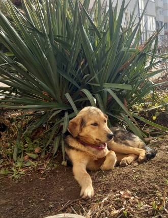 Дворовая собака Альма  ищет хозяев, контактная, игривая, возьмите , не пожалеете. . фото 4