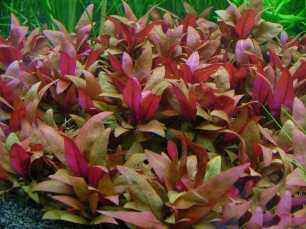Продам аквариумные растения
Альтернантера лиловая симпатичное растение, привлек. . фото 2