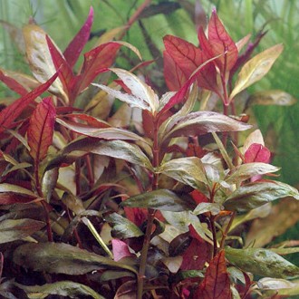 Продам аквариумные растения
Альтернантера лиловая симпатичное растение, привлек. . фото 5