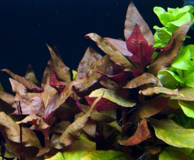 Продам аквариумные растения
Альтернантера лиловая симпатичное растение, привлек. . фото 3
