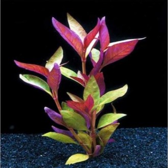 Продам аквариумные растения
Альтернантера лиловая симпатичное растение, привлек. . фото 4