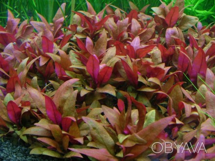 Продам аквариумные растения
Альтернантера лиловая симпатичное растение, привлек. . фото 1