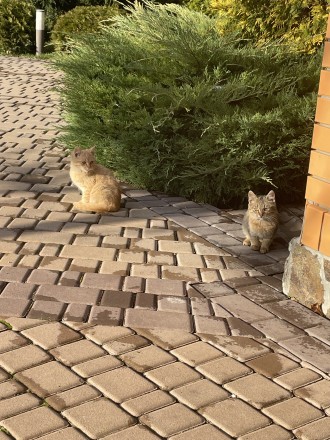Четверо кошенят  ( 2 руденьких хлопчика і 2 черепахових дівчинки) шукають любляч. . фото 2
