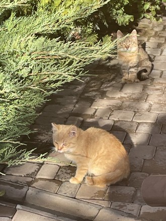 Четверо кошенят  ( 2 руденьких хлопчика і 2 черепахових дівчинки) шукають любляч. . фото 5