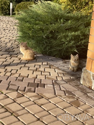 Четверо кошенят  ( 2 руденьких хлопчика і 2 черепахових дівчинки) шукають любляч. . фото 1