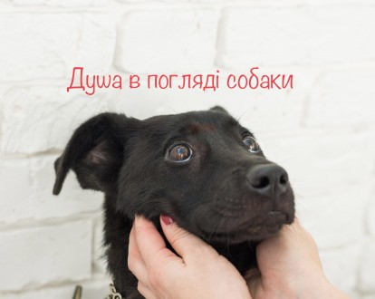Щенок 8 місяців пес собачка. Киев. фото 1 Щенок 8 місяців пес собачка. Киев. фото 1
