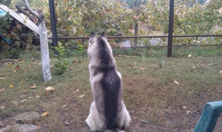 Досвідчений пес породи сибірський хаскі пропонується для в'язки. Пес із род. . фото 4