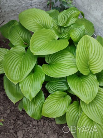
Хоста подорожникова (лат. Hosta plantaginea) - багаторічна трав'яниста рослина . . фото 1