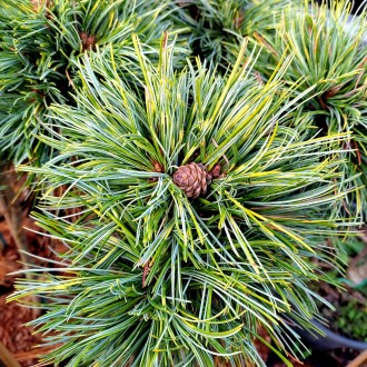 Сосна корейская Окулус Драконис / Pinus koraiensis Oculus Draconis
Есть нескольк. . фото 3