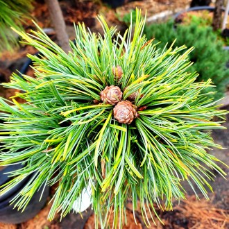 Сосна корейская Окулус Драконис / Pinus koraiensis Oculus Draconis
Есть нескольк. . фото 2
