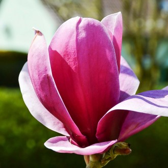 Магнолия Шираз / Magnolia Shirazz
Отличием этого сорта большое количество больши. . фото 4