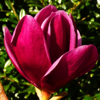 Магнолия Шираз / Magnolia Shirazz
Отличием этого сорта большое количество больши. . фото 2
