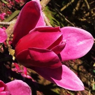 Магнолия Шираз / Magnolia Shirazz
Отличием этого сорта большое количество больши. . фото 3