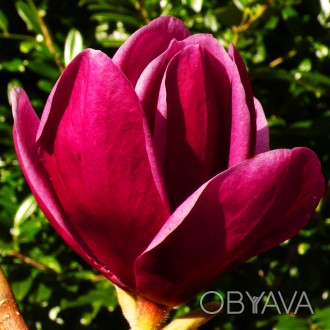 Магнолия Шираз / Magnolia Shirazz
Отличием этого сорта большое количество больши. . фото 1