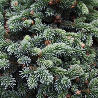 Ель глаука Джозеф Райс / Picea glauca Joseph Rys
Карликовый и медленно растущий . . фото 2