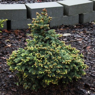 Ель глаука Джозеф Райс / Picea glauca Joseph Rys
Карликовый и медленно растущий . . фото 3