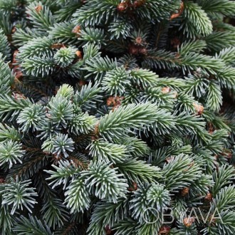 Ель глаука Джозеф Райс / Picea glauca Joseph Rys
Карликовый и медленно растущий . . фото 1