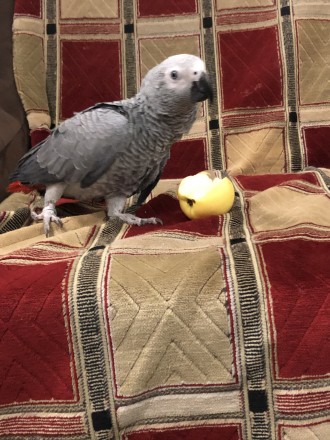 Продається ручний папуга жако вік 1 рік. Має незначну фізіологічну ваду, яка не . . фото 5