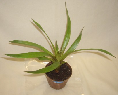 Гузмания-молодое растение, укорененное. Размеры около- 31* 36 см.
Вынесу к выхо. . фото 3