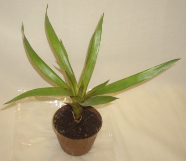 Гузмания-молодое растение, укорененное. Размеры около- 31* 36 см.
Вынесу к выхо. . фото 2
