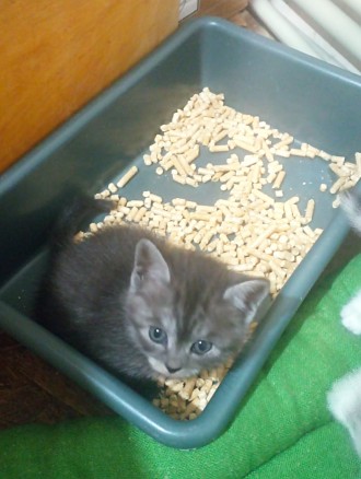Продам кошенят британців народжені 6.11.23, самостійно їдять,грайливі,на лоток х. . фото 6