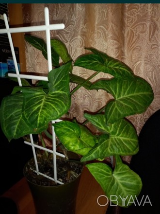 растение из семейства Ароидные, которое можно культивировать в домашних условиях. . фото 1