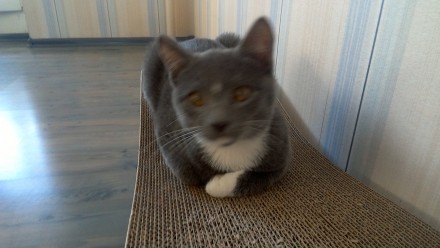 Добрый времени суток !

Порода : Голубая кошка.

Симпатичный голубой котенок. . фото 5