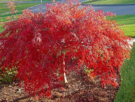 Клен японский Кримсон Принцесс / Acer palmatum Crimson Princess
Красивое маленьк. . фото 7