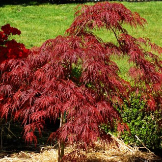 Клен японский Кримсон Принцесс / Acer palmatum Crimson Princess
Красивое маленьк. . фото 3