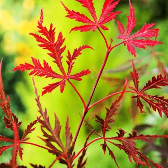 Клен японский Кримсон Принцесс / Acer palmatum Crimson Princess
Красивое маленьк. . фото 2