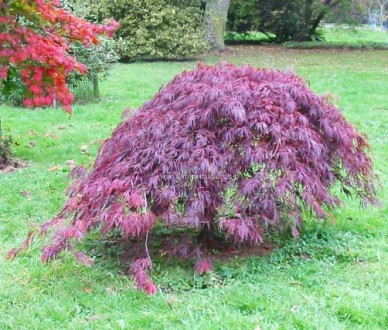 Клен японский Кримсон Принцесс / Acer palmatum Crimson Princess
Красивое маленьк. . фото 5