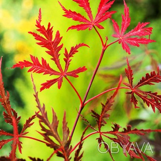 Клен японский Кримсон Принцесс / Acer palmatum Crimson Princess
Красивое маленьк. . фото 1