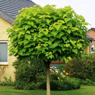 Катальпа Нана / Catalpa bignonioides Nana
Это небольшое дерево, которое можно сч. . фото 2